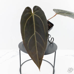 Anthurium Red Velvet Cake '24' x Dark & Handsome '9' by DocBlock®  (wk28-M)