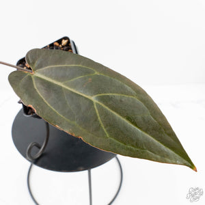 Anthurium Red Velvet Cake '24' x Dark & Handsome '9' by DocBlock®  (wk28-M)