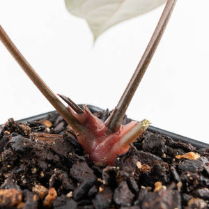 Anthurium Red Velvet Cake '24' x Dark & Handsome '9' by DocBlock®  (wk28-M)