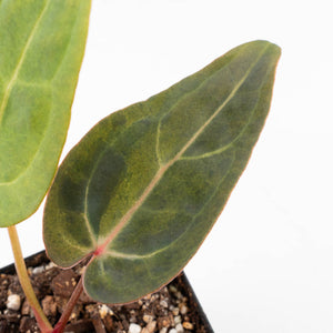 Variegated Anthurium Red Velvet Cake '24' x Dark & Handsome '9' by DocBlock®  (wk33-U18)