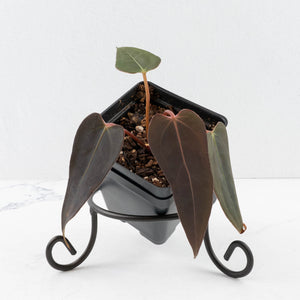 Anthurium Red Velvet Cake '24' x Dark & Handsome '9' by DocBlock®  (wk35-L208)