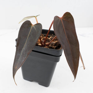 Anthurium Red Velvet Cake '24' x Dark & Handsome '9' by DocBlock®  (wk35-L208)