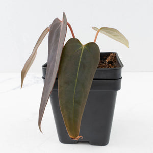 Anthurium Red Velvet Cake '24' x Dark & Handsome '9' by DocBlock®  (wk35-L208)