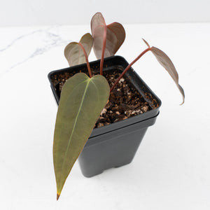 Anthurium Red Velvet Cake '24' x Dark & Handsome '9' by DocBlock®  (wk35-L208)