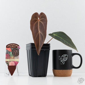 Anthurium Red Velvet Cake '24' x Dark & Handsome '9' by DocBlock  (wk41-L356)