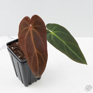 Anthurium Red Velvet Cake '24' x Dark & Handsome '9' by DocBlock  (wk41-L356)
