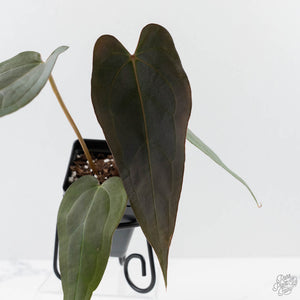 Anthurium Red Velvet Cake '24' x Dark & Handsome '9' by DocBlock  (wk42-L373)