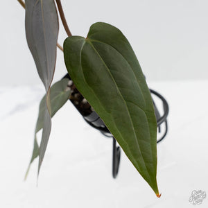 Anthurium Red Velvet Cake '24' x Dark & Handsome '9' by DocBlock  (wk42-L373)