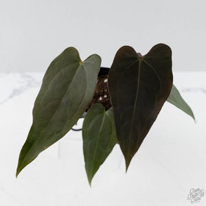 Anthurium Red Velvet Cake '24' x Dark & Handsome '9' by DocBlock  (wk42-L373)