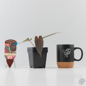 Anthurium Red Velvet Cake '24' x Dark & Handsome '9' by DocBlock (wk43-L387)