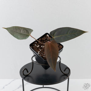 Anthurium Red Velvet Cake '24' x Dark & Handsome '9' by DocBlock (wk43-L387)