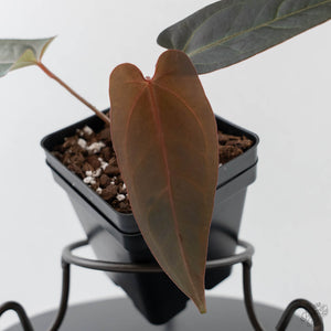Anthurium Red Velvet Cake '24' x Dark & Handsome '9' by DocBlock (wk43-L387)