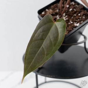 Anthurium Red Velvet Cake '24' x Dark & Handsome '9' by DocBlock (wk43-L387)