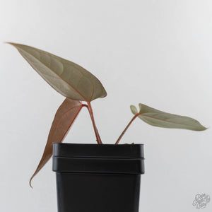 Anthurium Red Velvet Cake '24' x Dark & Handsome '9' by DocBlock (wk43-L387)