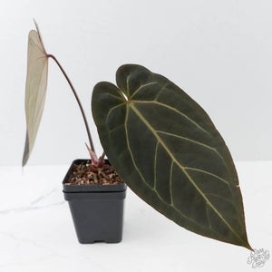 Anthurium Red Velvet Cake '24' x Dark & Handsome '9' by DocBlock  (wk42-L94)