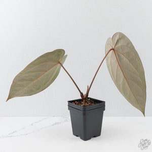 Anthurium Red Velvet Cake '24' x Dark & Handsome '9' by DocBlock  (wk42-L94)