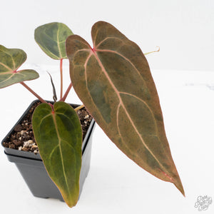 Variegated Anthurium Red Velvet Cake '24' x Dark & Handsome '9' by DocBlock  (wk40-U18)