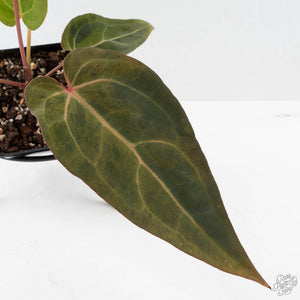 Variegated Anthurium Red Velvet Cake '24' x Dark & Handsome '9' by DocBlock  (wk40-U18)