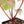 Variegated Anthurium Red Velvet Cake '24' x Dark & Handsome '9' by DocBlock  (wk40-U18)
