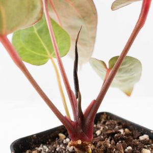 Variegated Anthurium Red Velvet Cake '24' x Dark & Handsome '9' by DocBlock  (wk40-U18)