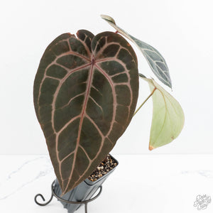 Anthurium Red Velvet Cake '24' x Home, Sweet Home '32' by DocBlock® (wk19-M)