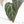 Anthurium Red Velvet Cake '24' x Home, Sweet Home '32' by DocBlock® (wk19-M)