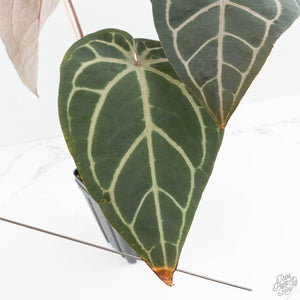 Anthurium Red Velvet Cake '24' x Home, Sweet Home '32' by DocBlock® (wk19-M)