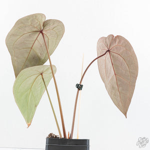 Anthurium Red Velvet Cake '24' x Home, Sweet Home '32' by DocBlock® (wk19-M)