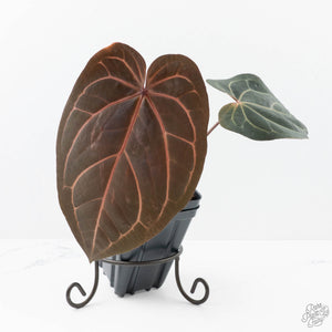 Anthurium Home, Sweet Home '32'  x Red Velvet Cake '24' x by DocBlock® (wk21-J)