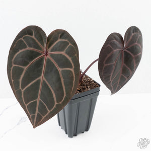 Anthurium Red Velvet Cake '24' x Home, Sweet Home '32' by DocBlock® (wk24-G) *Extra Dark*