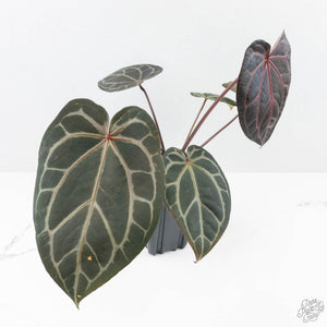Anthurium Red Velvet Cake '24' x Home, Sweet Home '32' by DocBlock® (wk25-D)