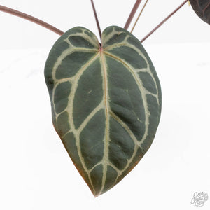 Anthurium Red Velvet Cake '24' x Home, Sweet Home '32' by DocBlock® (wk25-D)