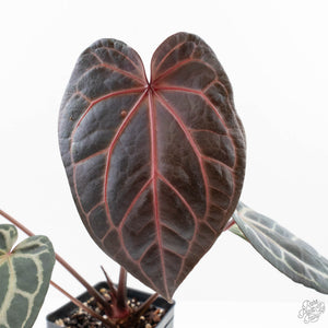 Anthurium Red Velvet Cake '24' x Home, Sweet Home '32' by DocBlock® (wk25-D)