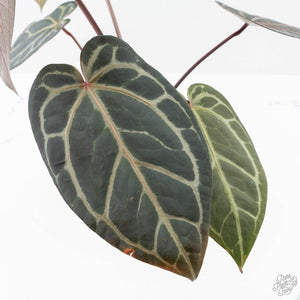 Anthurium Red Velvet Cake '24' x Home, Sweet Home '32' by DocBlock® (wk25-D)