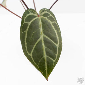 Anthurium Red Velvet Cake '24' x Home, Sweet Home '32' by DocBlock® (wk25-D)