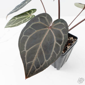 Anthurium Red Velvet Cake '24' x Home, Sweet Home '32' by DocBlock® (wk25-D)