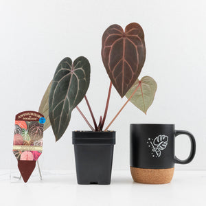 Anthurium Red Velvet Cake '24' x Home, Sweet Home '32' by DocBlock® (wk30-J)