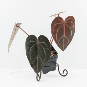 Anthurium Red Velvet Cake '24' x Home, Sweet Home '32' by DocBlock® (wk30-J)
