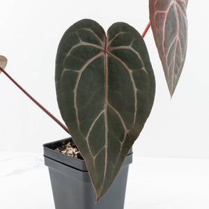 Anthurium Red Velvet Cake '24' x Home, Sweet Home '32' by DocBlock® (wk30-J)