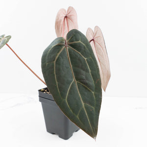 Anthurium Red Velvet Cake '24' x Home, Sweet Home '32' by DocBlock® (wk30-J)