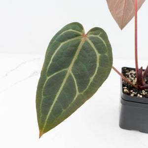 Anthurium Red Velvet Cake '24' x Home, Sweet Home '32' by DocBlock® (wk30-J)