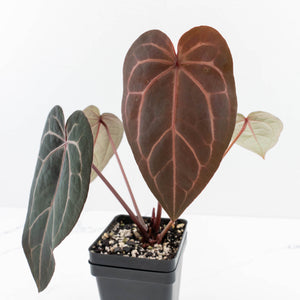 Anthurium Red Velvet Cake '24' x Home, Sweet Home '32' by DocBlock® (wk30-J)