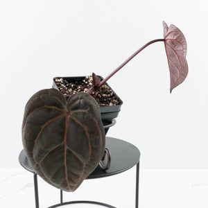 Anthurium Red Velvet Cake '24' x Home, Sweet Home '32' by DocBlock® (wk30-K)