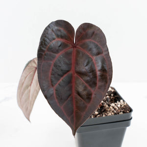 Anthurium Red Velvet Cake '24' x Home, Sweet Home '32' by DocBlock® (wk30-K)