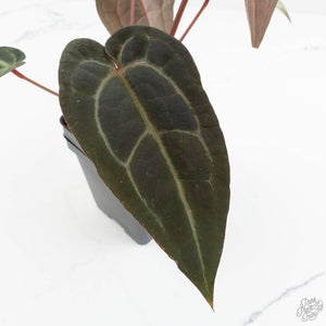 Anthurium Red Velvet Cake '24' x Red Velvet Cake '24' by DocBlock® (wk18-F)