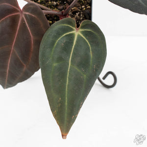 Anthurium Red Velvet Cake '24' x Red Velvet Cake '24' by DocBlock® (wk18-I)