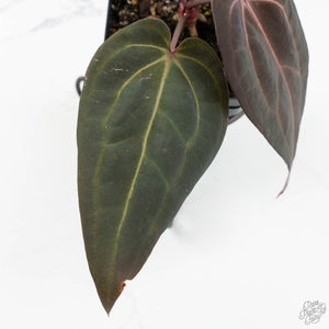 Anthurium Red Velvet Cake '24' x Red Velvet Cake '24' by DocBlock® (wk18-I)