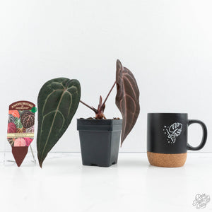 Anthurium Red Velvet Cake '24' x Red Velvet Cake '24' by DocBlock® (wk19-B)