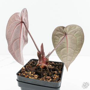 Anthurium Red Velvet Cake '24' x Red Velvet Cake '24' by DocBlock® (wk19-B)