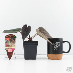 Anthurium Red Velvet Cake '24' x Red Velvet Cake '24' by DocBlock® (wk19-V)